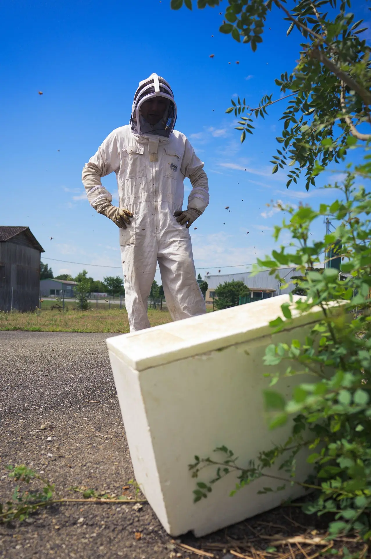 un apiculteur travaillant un essaim